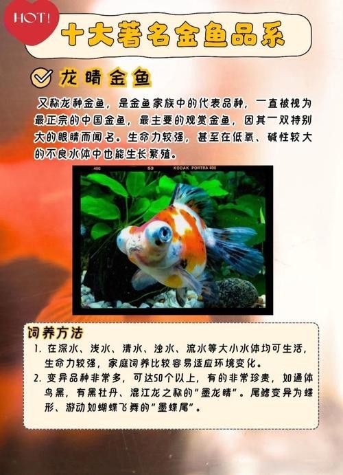 龍睛魚的市場價格如何