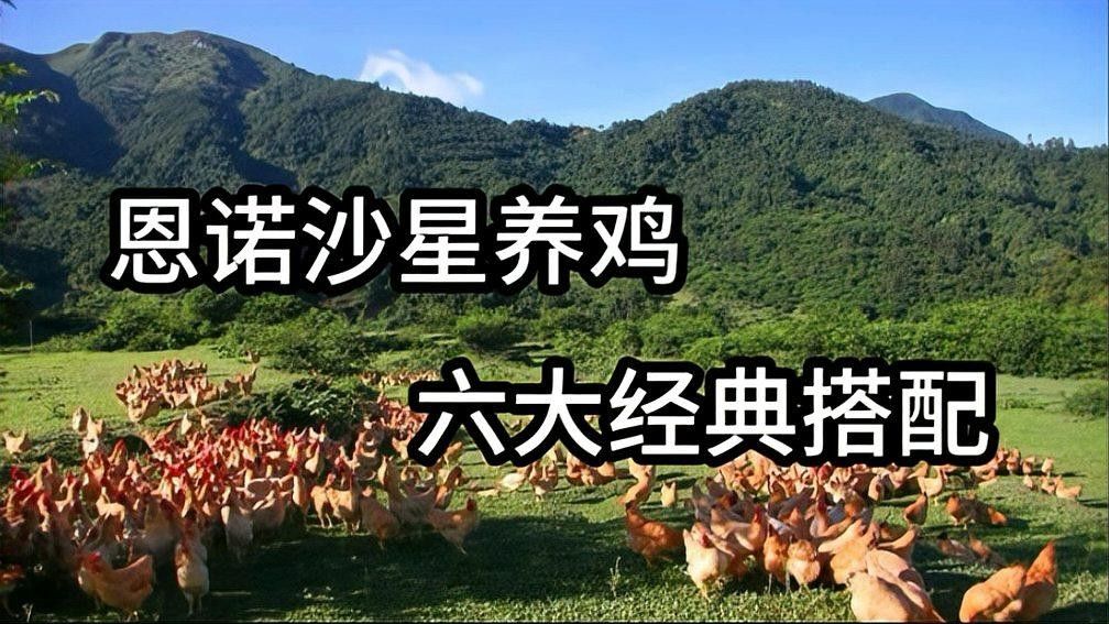 恩諾沙星和土霉素哪個更有效（不能被小瞧的恩諾沙星，5種搭配經典組方）