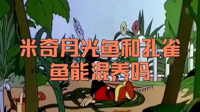 孔雀魚和月光魚混養需要隔離嗎？（孔雀魚和月光魚可以混養嗎）