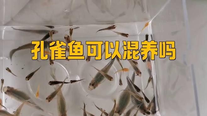 孔雀魚和月光魚混養需要隔離嗎？（孔雀魚和月光魚可以混養嗎）