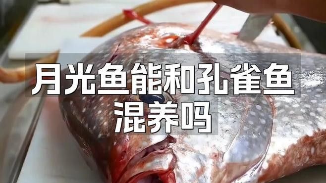 孔雀魚和月光魚混養需要隔離嗎？（孔雀魚和月光魚可以混養嗎）