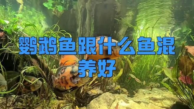 哪些魚類可以與鸚鵡魚混養（水族箱中與鸚鵡魚混養的魚類種類，適合與其他淡水魚類混養）