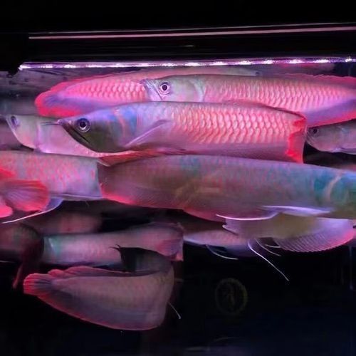 紅辣椒龍魚的價格是多少（辣椒紅龍魚一般多少錢）