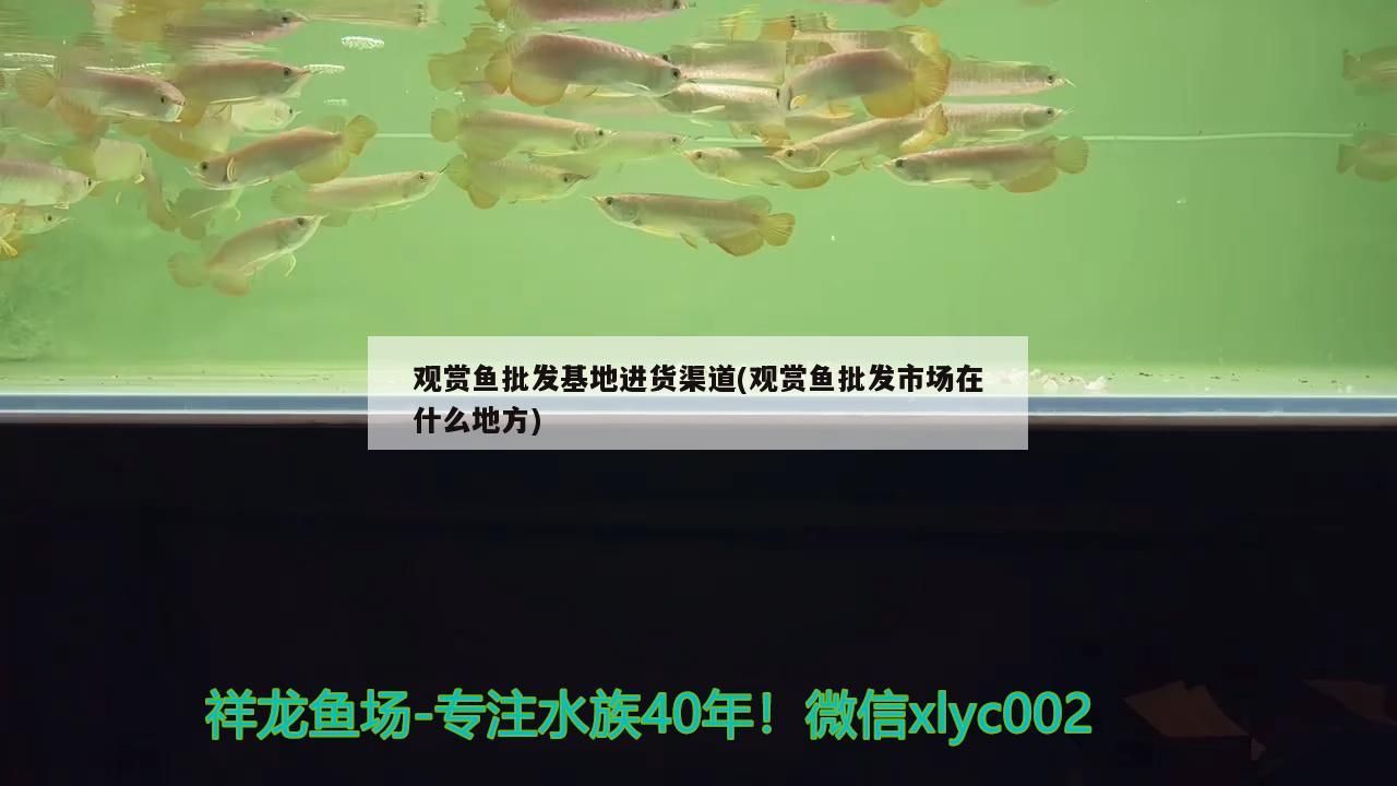虎魚天天黑來點赤瞳黃金 觀賞魚批發基地進貨渠道(觀賞魚批發市場在什么地方)(祥龍魚場觀賞魚批發基地進貨渠道:廣州——) 觀賞魚百科 觀賞魚批發基地進貨渠道(觀賞魚批發市場在什么地方)(祥龍魚場觀賞魚批發基地進貨渠道:廣州——) 觀賞魚批發基地進貨渠道(觀賞魚批發市場在什么地方)(祥龍魚場觀賞魚批發基地進貨渠道:廣州——) 觀賞魚百科