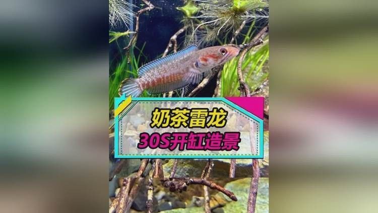 龍魚缸造景視頻教程（龍魚缸造景教程）