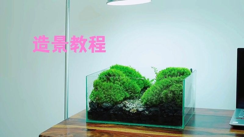 龍魚缸造景視頻教程（龍魚缸造景教程）