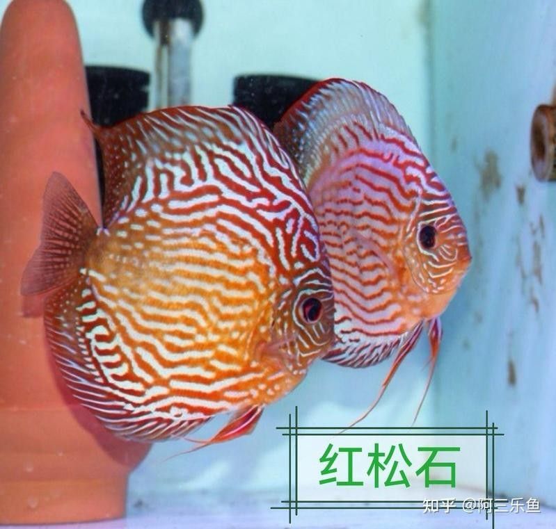 七彩龍魚多久換一次水？（七彩神仙魚多久換一次水）