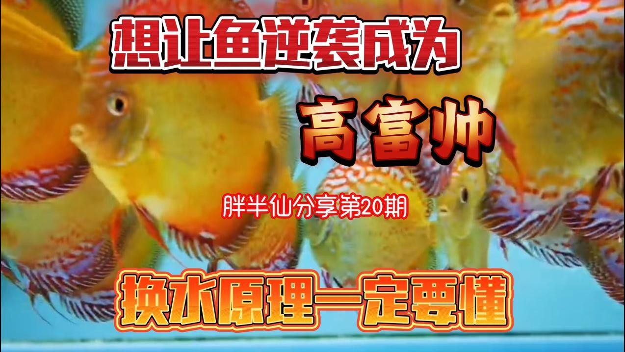 七彩龍魚多久換一次水？（七彩神仙魚多久換一次水）