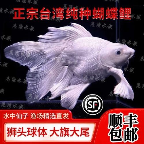 蝴蝶鯉的價格差異大嗎（蝴蝶鯉價格差異不大，蝴蝶鯉的價格差異可能受到多種因素影響）