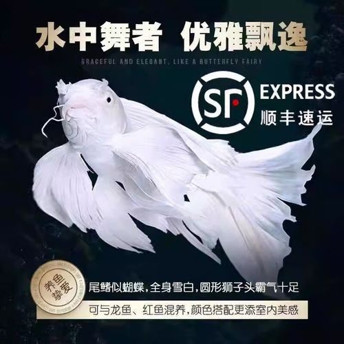 蝴蝶鯉的價格差異大嗎（蝴蝶鯉價格差異不大，蝴蝶鯉的價格差異可能受到多種因素影響）