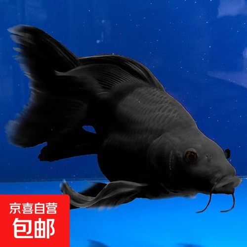 蝴蝶鯉的價格差異大嗎（蝴蝶鯉價格差異不大，蝴蝶鯉的價格差異可能受到多種因素影響）