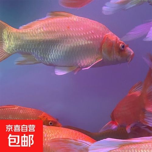 蝴蝶鯉的價格差異大嗎（蝴蝶鯉價格差異不大，蝴蝶鯉的價格差異可能受到多種因素影響）