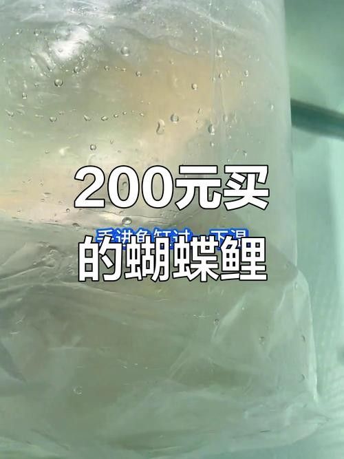 蝴蝶鯉的價格差異大嗎（蝴蝶鯉價格差異不大，蝴蝶鯉的價格差異可能受到多種因素影響）