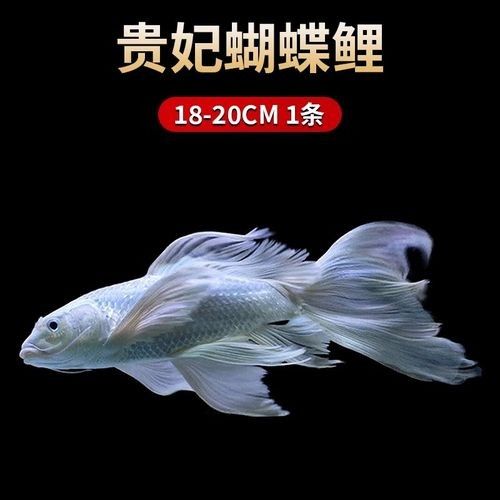 蝴蝶鯉的價格差異大嗎（蝴蝶鯉價格差異不大，蝴蝶鯉的價格差異可能受到多種因素影響）