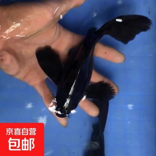 蝴蝶鯉的價格差異大嗎（蝴蝶鯉價格差異不大，蝴蝶鯉的價格差異可能受到多種因素影響）