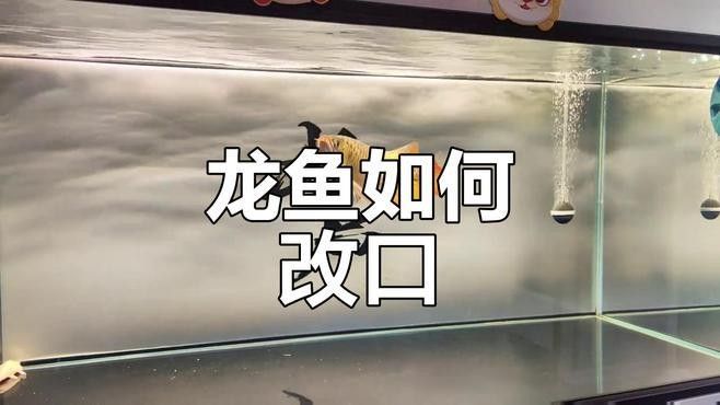 龍魚改口期間可以喂哪些食物