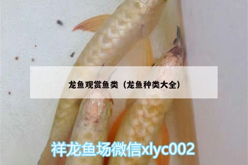 龍魚觀賞魚類（龍魚種類大全）（龍魚的飼養管理） 龍魚觀賞魚類（龍魚種類大全）（龍魚的飼養管理） 觀賞魚百科