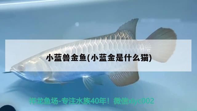 小藍(lán)獸金魚(小藍(lán)金是什么貓)（小藍(lán)獸金魚的特點(diǎn)）