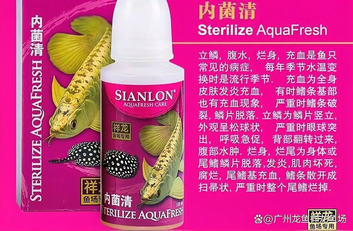 龍魚爛身自愈需要多長時間（龍魚爛身自愈需要多久） 龍魚爛身自愈需要多長時間（龍魚爛身自愈需要多久） 龍魚百科 第3張