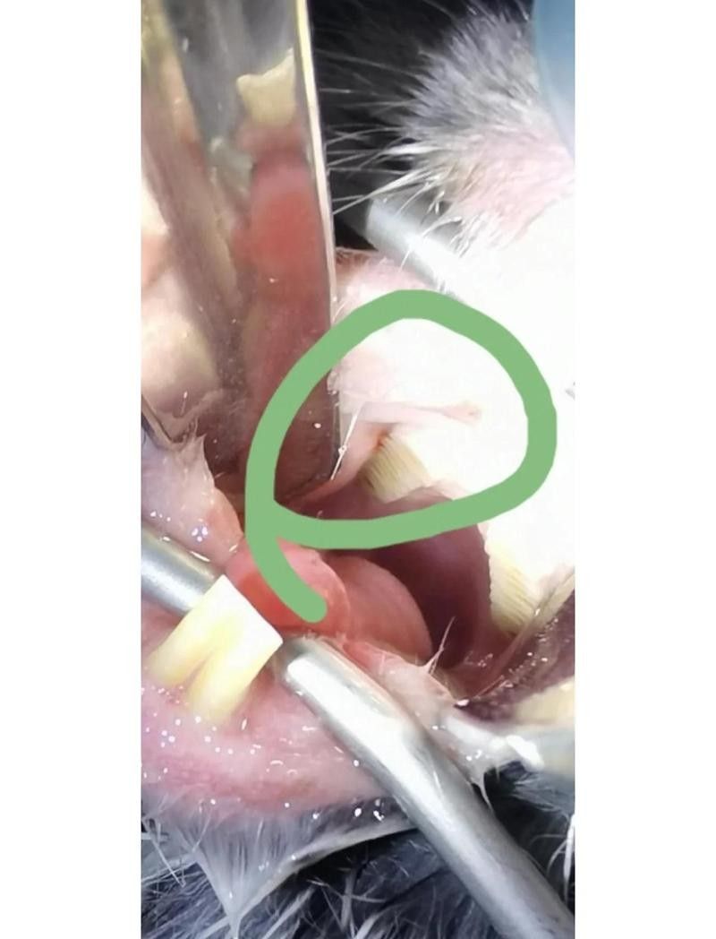 龍貓牙齒錯合有哪些癥狀？（寵物總動員，想養龍貓先搞懂這5點!）