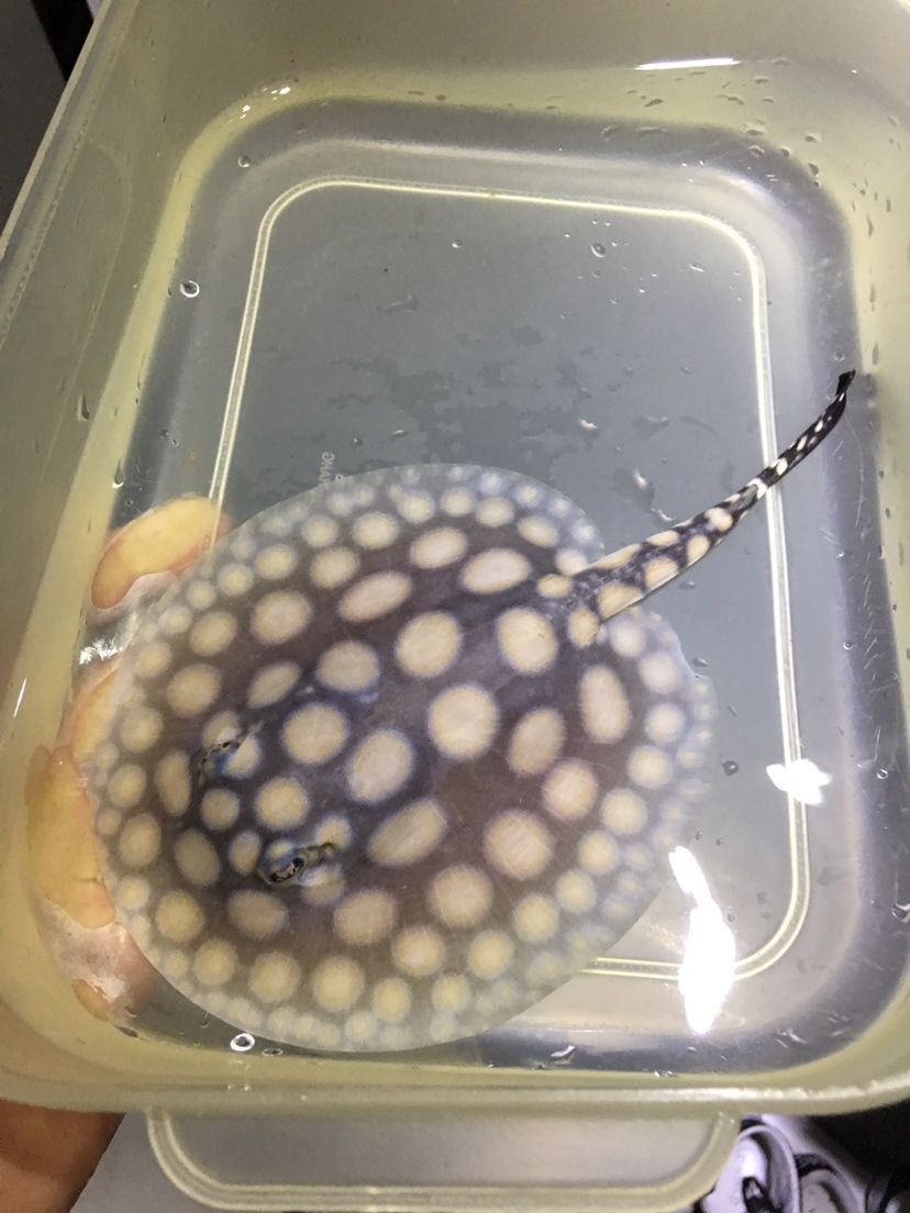 如何區分檸檬鯽的品種?,如何區分檸檬鯽品種? 龍魚百科 第2張 如何區分檸檬鯽的品種?,如何區分檸檬鯽品種? 如何區分檸檬鯽的品種?,如何區分檸檬鯽品種? 龍魚百科 第2張