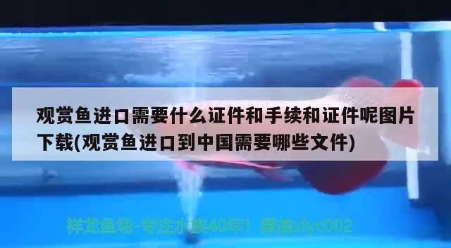 龍魚干蝦有營養(yǎng)嗎 觀賞魚進口需要什么證件和手續(xù)和證件呢圖片下載(觀賞魚進口到中國需要哪些文件) 觀賞魚百科 觀賞魚進口需要什么證件和手續(xù)和證件呢圖片下載(觀賞魚進口到中國需要哪些文件) 觀賞魚進口需要什么證件和手續(xù)和證件呢圖片下載(觀賞魚進口到中國需要哪些文件) 觀賞魚百科
