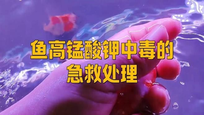 龍魚用藥過(guò)量怎么辦？（龍魚用藥過(guò)量怎么辦）