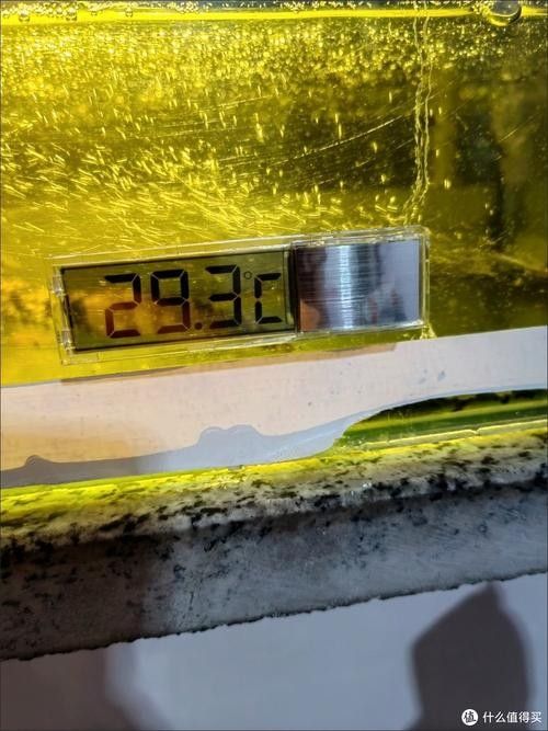 博世龍魚缸水溫表有哪些型號？（博世龍魚缸水溫表具體型號信息） 博世龍魚缸水溫表有哪些型號？（博世龍魚缸水溫表具體型號信息） 龍魚百科 第6張