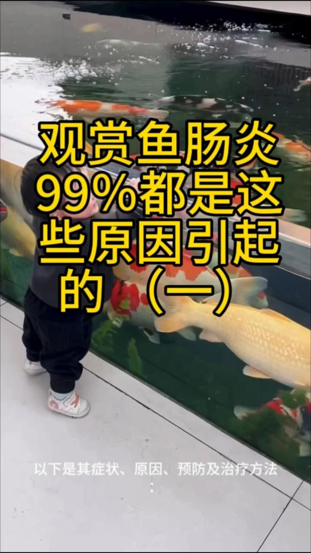 斑馬狗頭魚腸炎癥狀（斑馬狗頭魚腸炎的主要癥狀） 斑馬狗頭魚腸炎癥狀（斑馬狗頭魚腸炎的主要癥狀） 觀賞魚百科 第2張