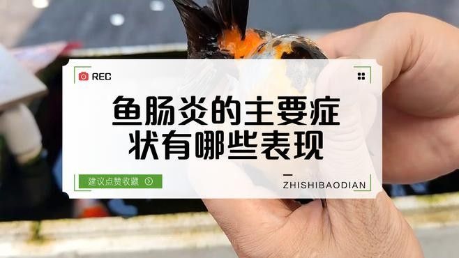 斑馬狗頭魚腸炎癥狀（斑馬狗頭魚腸炎的主要癥狀） 斑馬狗頭魚腸炎癥狀（斑馬狗頭魚腸炎的主要癥狀） 觀賞魚百科 第1張
