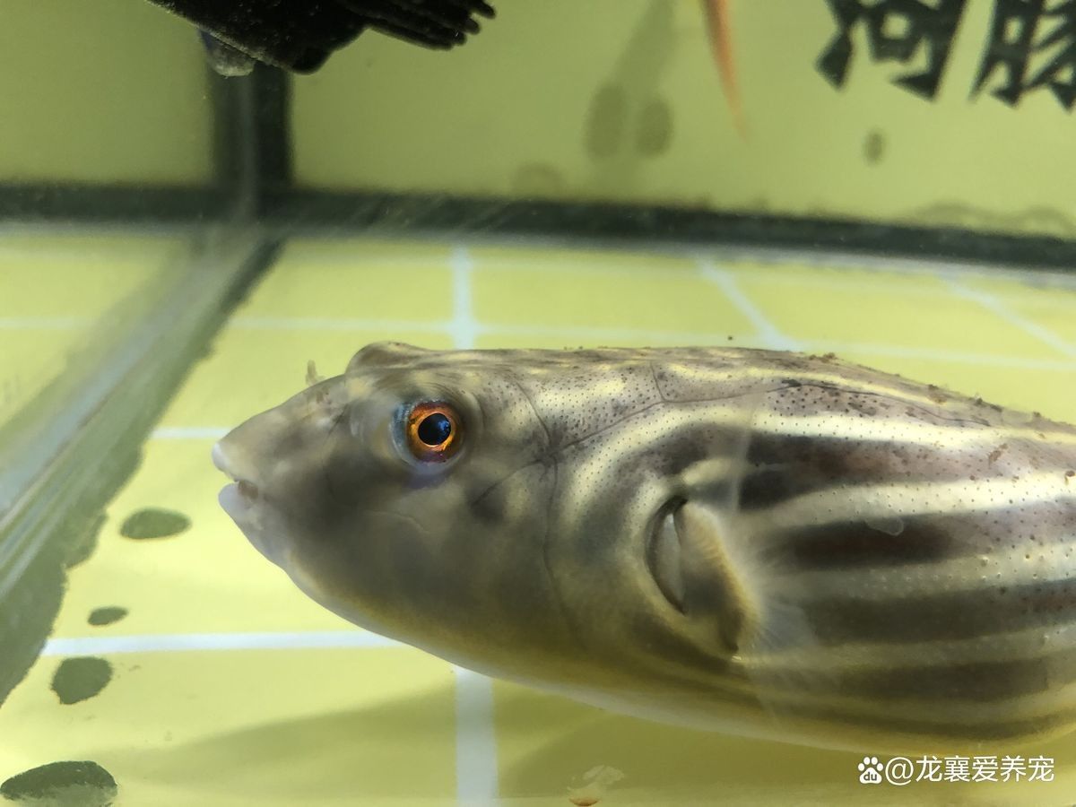 斑馬狗頭魚腸炎癥狀（斑馬狗頭魚腸炎的主要癥狀） 斑馬狗頭魚腸炎癥狀（斑馬狗頭魚腸炎的主要癥狀） 觀賞魚百科 第4張