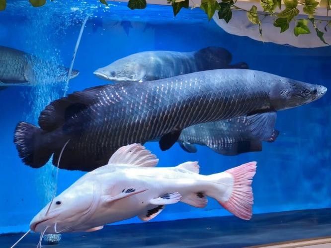 如何減少海象魚對龍魚的攻擊性（如何減少海象魚的攻擊性？）