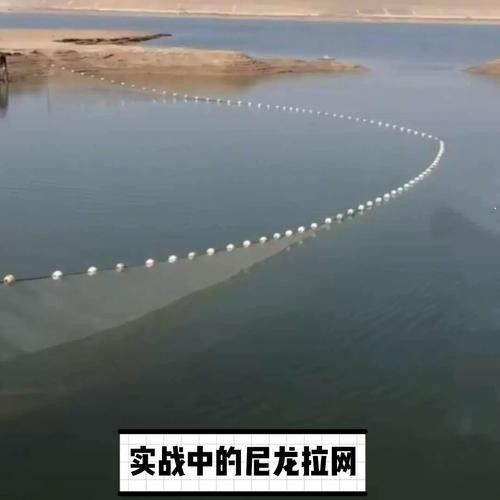 如何減少海象魚對龍魚的攻擊性（如何減少海象魚的攻擊性？）