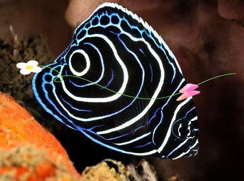 如何減少海象魚對龍魚的攻擊性（如何減少海象魚的攻擊性？）