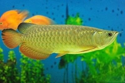 養龍魚為何要盡量少吃