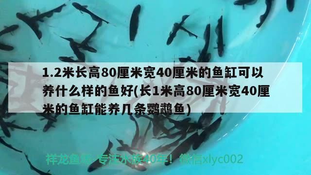 1.2米長高80厘米寬40厘米的魚缸可以養(yǎng)什么樣的魚好(長1米高80厘米寬40厘米的魚缸能養(yǎng)幾條鸚鵡魚)