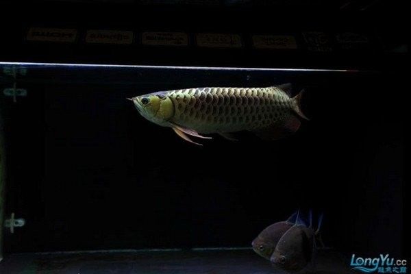 龍魚應激反應會持續多久？ 龍魚應激反應會持續多久？ 龍魚百科 第2張