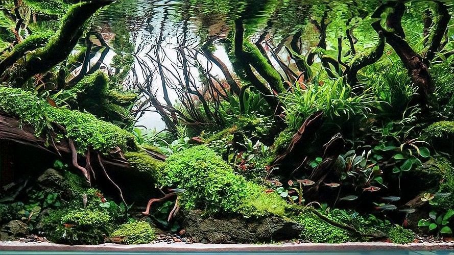 巴卡雷龍魚的最佳飼養溫度是多少