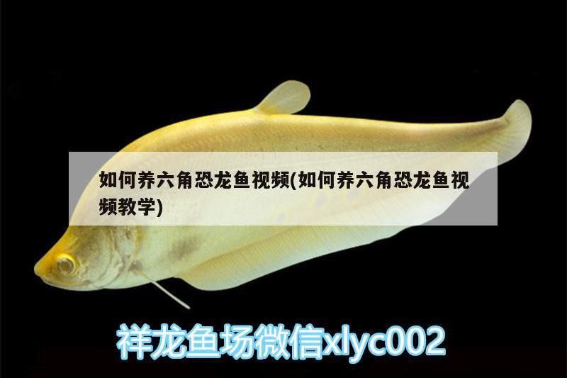 如何養六角恐龍魚視頻(如何養六角恐龍魚視頻教學)