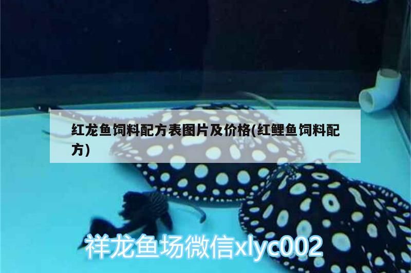 紅龍魚飼料配方表圖片及價格(紅鯉魚飼料配方) 紅龍魚飼料配方表圖片及價格(紅鯉魚飼料配方) 觀賞魚百科