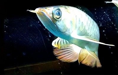 如何預防龍魚眼睛出現白色絮狀物 如何預防龍魚眼睛出現白色絮狀物 龍魚百科 第8張