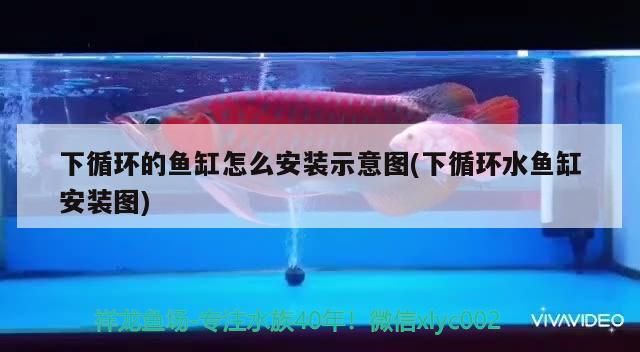 紅金龍魚壽命多長時間（紅金龍魚的壽命是多少年）