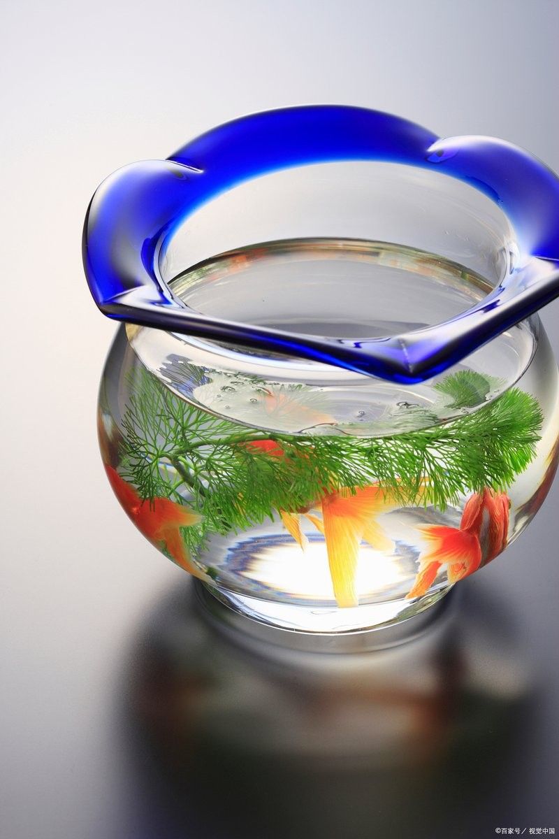 龍魚混養缸多久換一次水？ 龍魚混養缸多久換一次水？ 龍魚百科 第8張