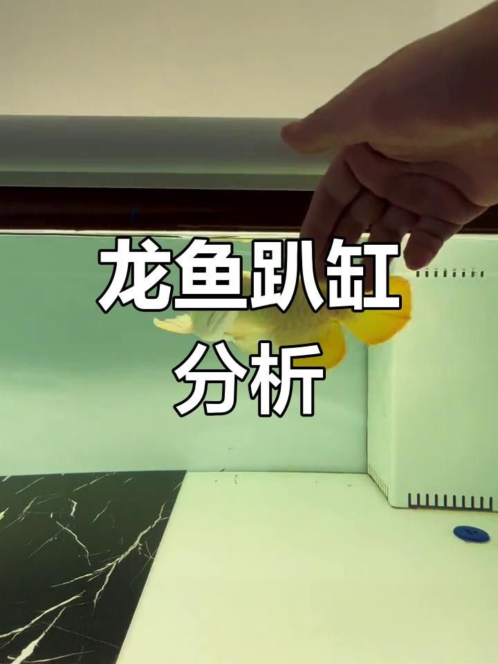 龍魚一會趴缸一會游來游去