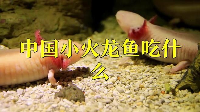 火龍魚不吃魚食怎么辦