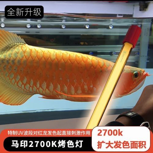 龍魚2700k燈是雜牌子還是品牌（龍魚2700k燈是否屬于品牌）