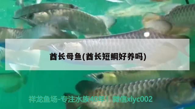 酋長母魚(酋長短鯛好養嗎)