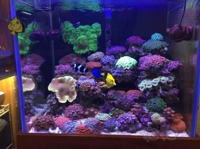 寧波彩鰈魚缸專賣店：寧波彩鰈魚缸專賣店介紹