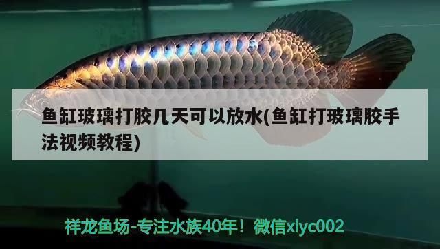 長春魚缸清洗服務電話號碼是多少（長春魚缸清洗服務電話號碼是多少號） 長春魚缸清洗服務電話號碼是多少（長春魚缸清洗服務電話號碼是多少號） 觀賞魚百科