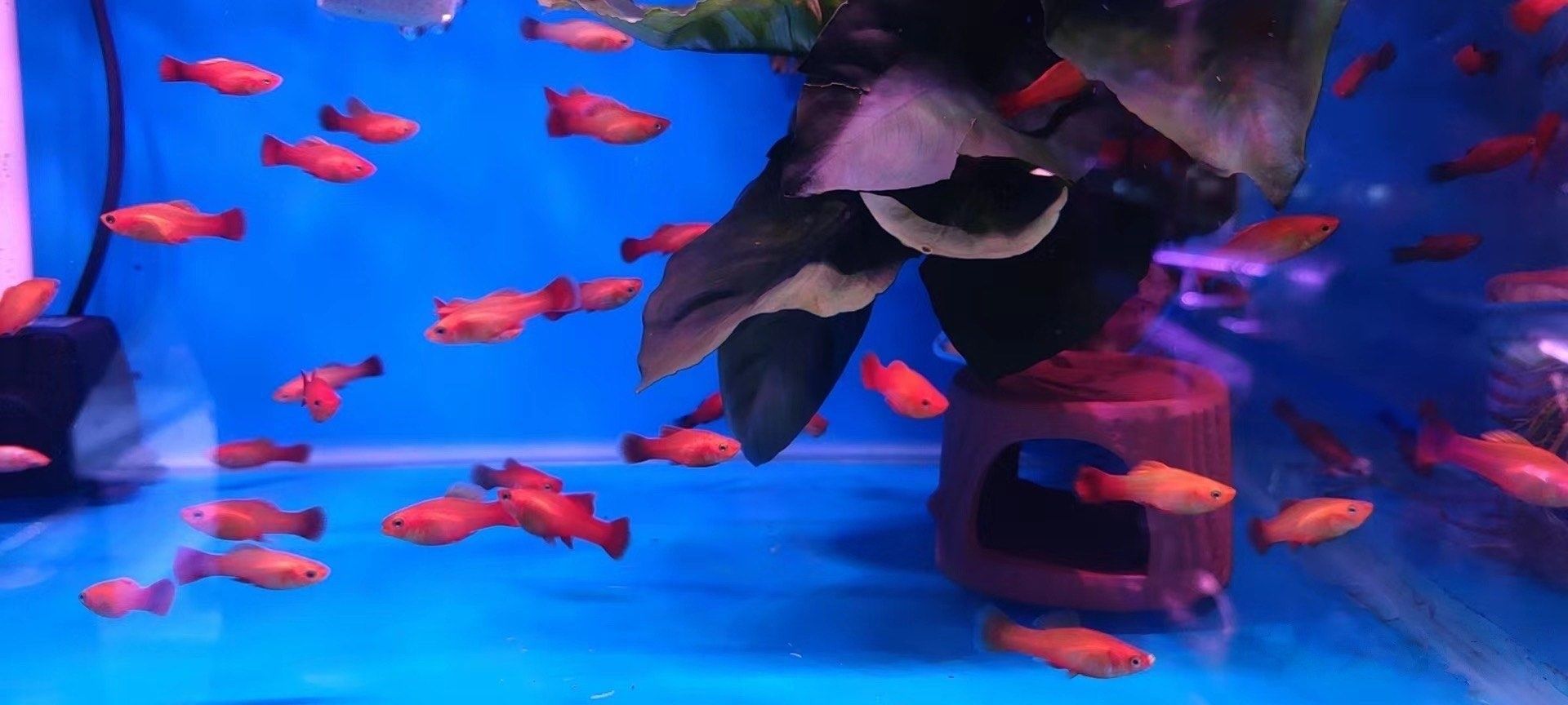 金臺哪個水族館龍魚好？祥龍魚場龍魚（北京市朝陽區祥龍魚場）
